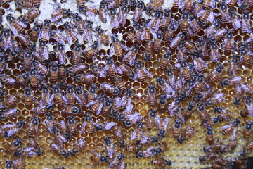 Working bees on honeycomb. Honey comb filled with honey