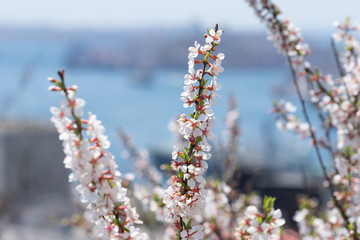 Flowering branches of a fruit tree on a blurred background