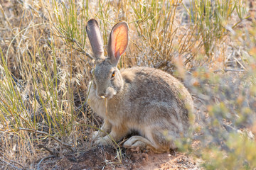 Breakfast for Bunny