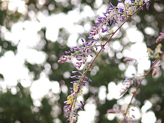 フジの花