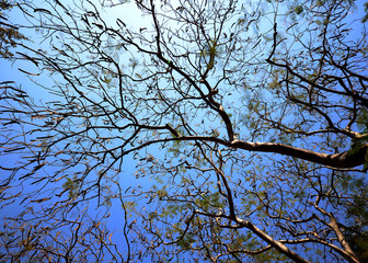 a tree , View from bottom up