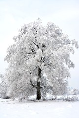 winter landscape with a tree covered with snow