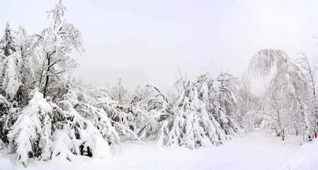 landscape with trees covered with snow