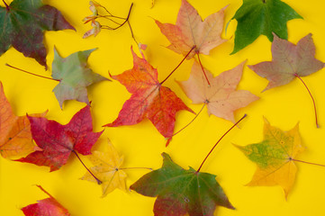 Colorful autumn maple leaves on a yellow background