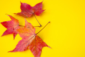 Three red autumn maple leaves on a yellow background