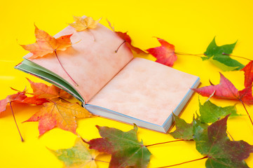 Naklejka na ściany i meble Autumn still life. Opened book and autumn colored maple leaves on a yellow background