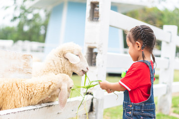 A little girl is feeding the grass to the sheep.