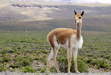 Vicuna near the Colca Canyon