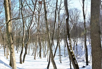 landscape with deciduous forest in winter