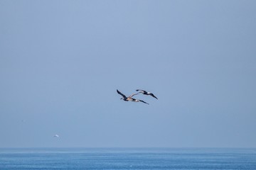 Fototapeta na wymiar Pelicans in flight against blue sky
