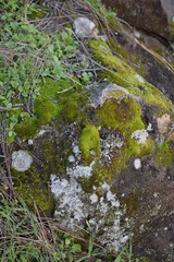 Mossy Rock