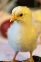 A one-week old yellow, fuzzy, adorable leghorn chick stands and poses.