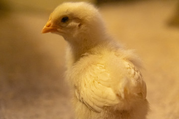 A one-week old leghorn chick looks back at the camera.