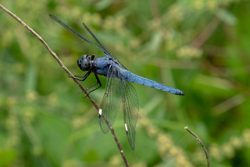 A spangled skimmer perches on a twig. Blue dragonfly on blurred green background at Yates Mill County Park in Raleigh North Carolina.