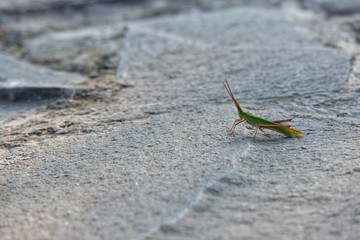 Close up alone Green grasshopper (Caelifera) perched on a tree trunk. 