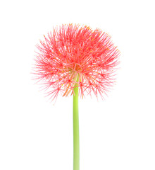 Colorful red blood flowers  or powder puff lily blooming with green stem isolated on white background  , nature ornamental haemanthus multiflorus only blooming in may