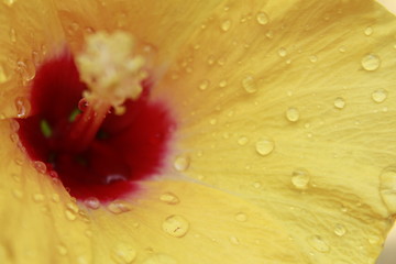 Naklejka na ściany i meble Hawaiian, rosemallow, hibiscus flower with water drops