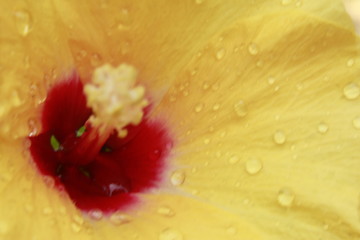 Naklejka na ściany i meble Hawaiian, rosemallow, hibiscus flower with water drops