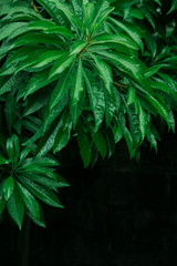 water drop on green leaf nature black background, dark tone