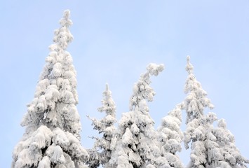 landscape with pine trees covered with snow