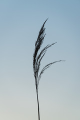 A Single Blade of Marsh Grass