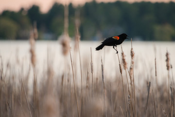 Red Winged Blackbird Balancing on a Pollinating Cattail