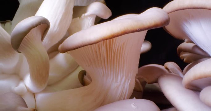 Oyster Mushrooms. Macro. 4K. Wide Angle.