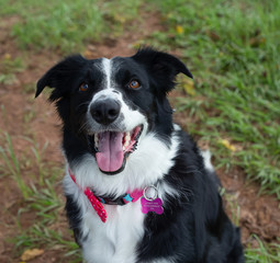 The cute border collie in the park.