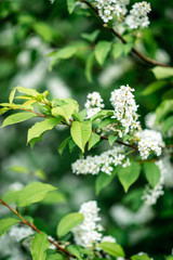 White bird cherry blooming in spring
