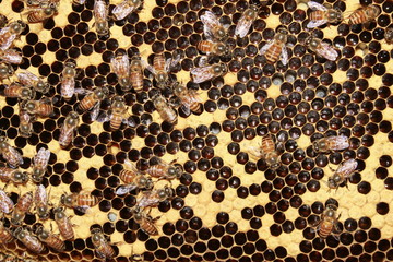 Larvae of bees and worker bees in the honeycombs.