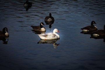ducks on the lake