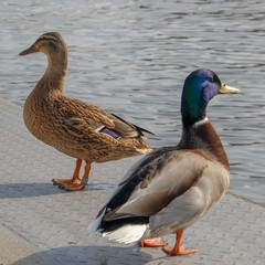 Enten am Hafen