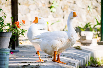 beautiful White swans standing on the bank near the pier of lake 