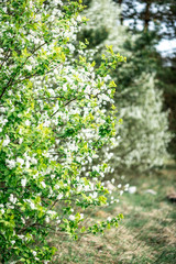 Fototapeta na wymiar White bird cherry blooming in spring