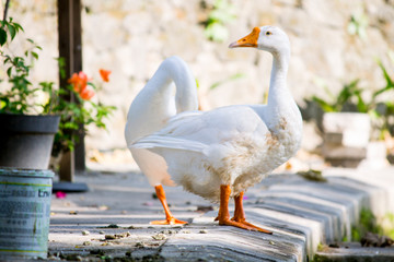 beautiful White swans standing on the bank near the pier of lake 