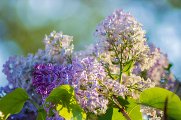Beautiful Lilac in the sun
