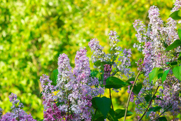 Obraz premium Beautiful Lilac in the sun