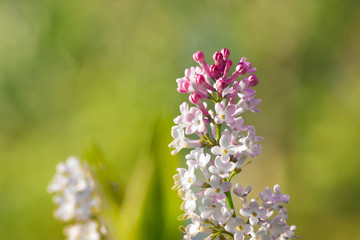 Beautiful Lilac in the sun