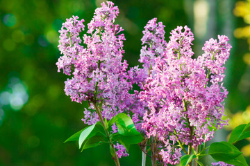 Beautiful Lilac in the sun
