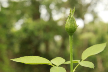 Rose bud