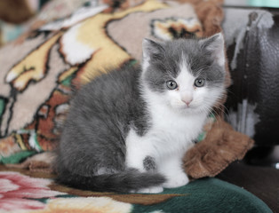 Little cute kitten on the couch