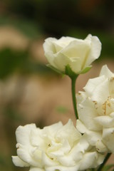 Beautiful white rose flowers against natural blurred background.copy space