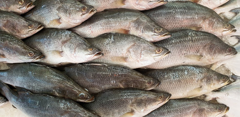 close up a lot of frozen fish flat lay on ice. at factory.