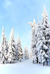 pine trees covered with snow