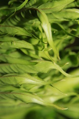 Fototapeta premium background of green leaves