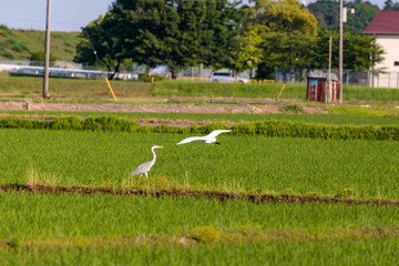 水田に飛来した白鷺