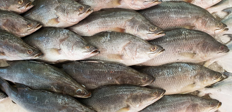 close up a lot of frozen fish flat lay on ice. at factory.