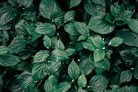 tropical leaves circle shape top view background blue and dark tone.Frusty style