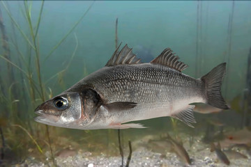 Live sea bass fish close to the seabed