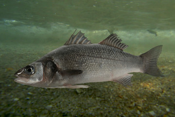 Live sea bass fish close to the seabed